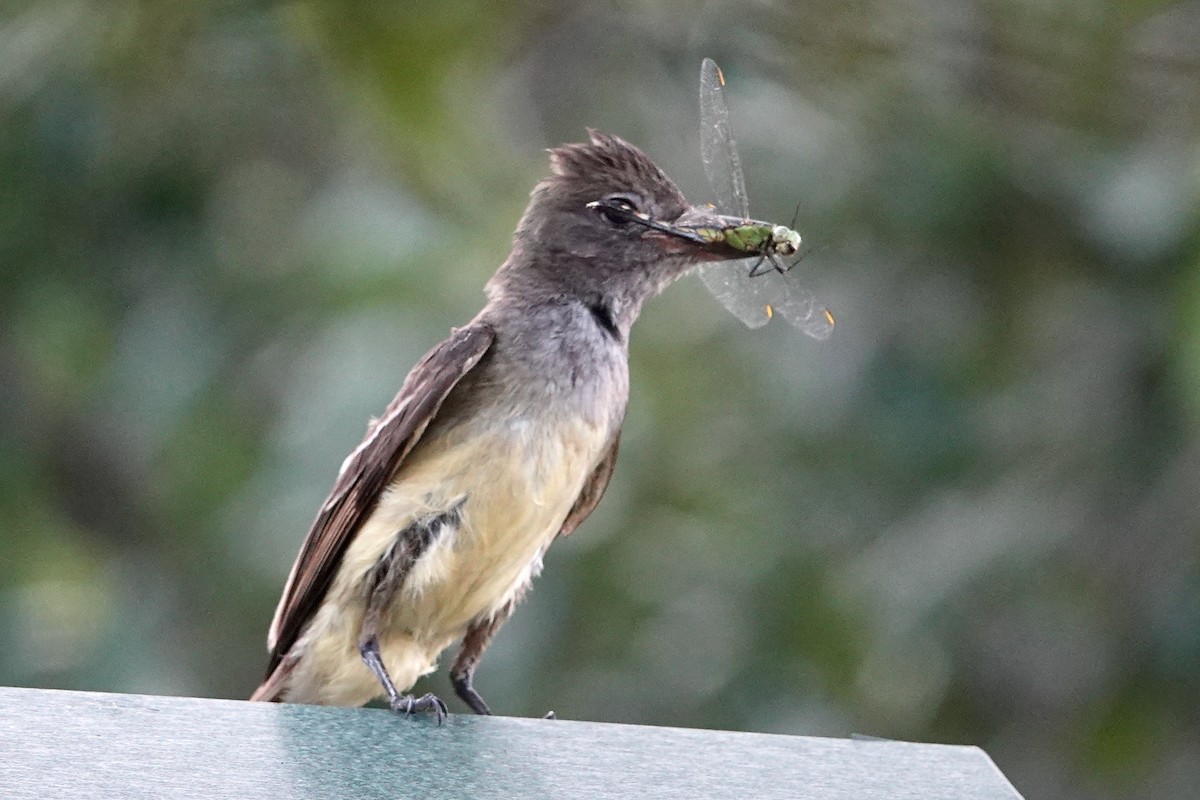 Great Crested Flycatcher - ML619341135