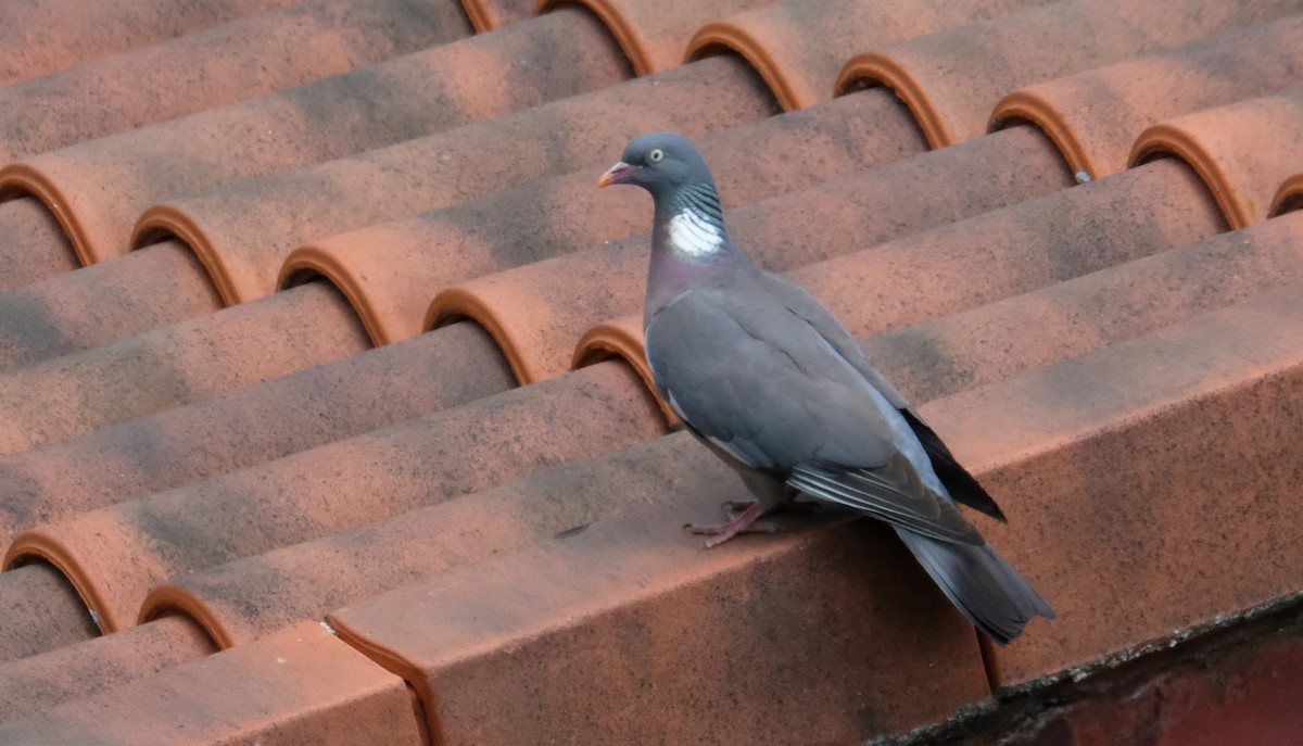 Common Wood-Pigeon - ML619341136