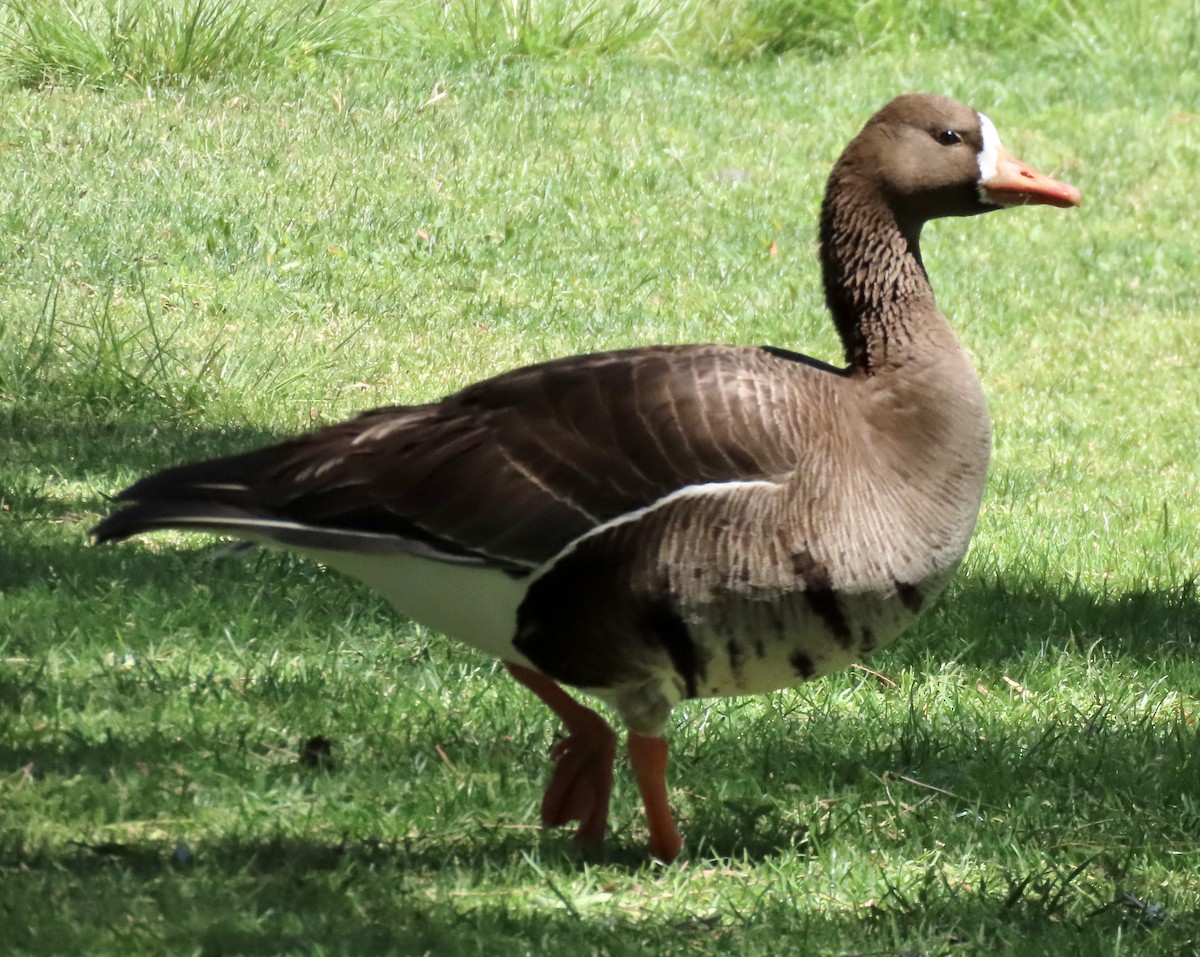 Greater White-fronted Goose - ML619341164