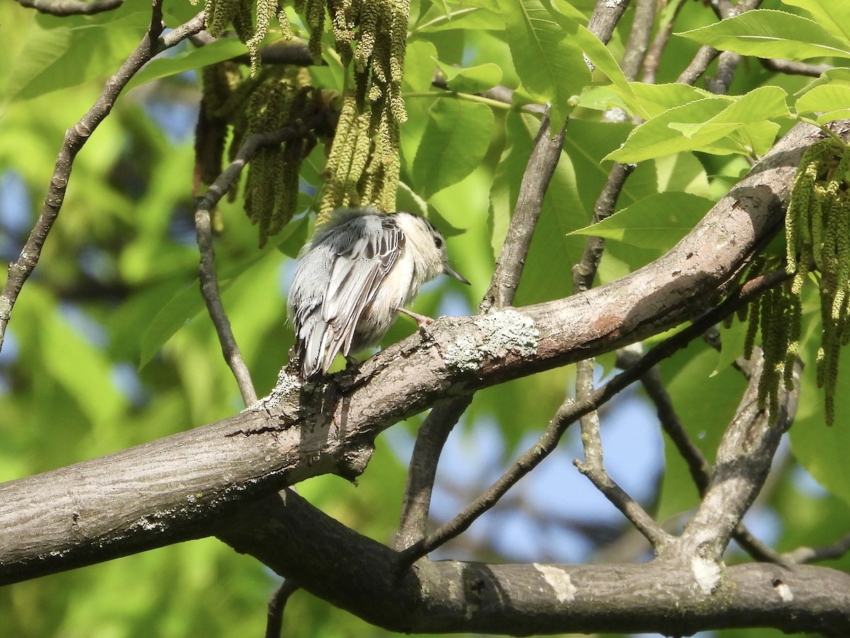 White-breasted Nuthatch - ML619341263