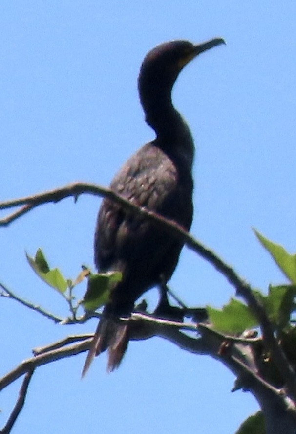 cormorant sp. - ML619341292
