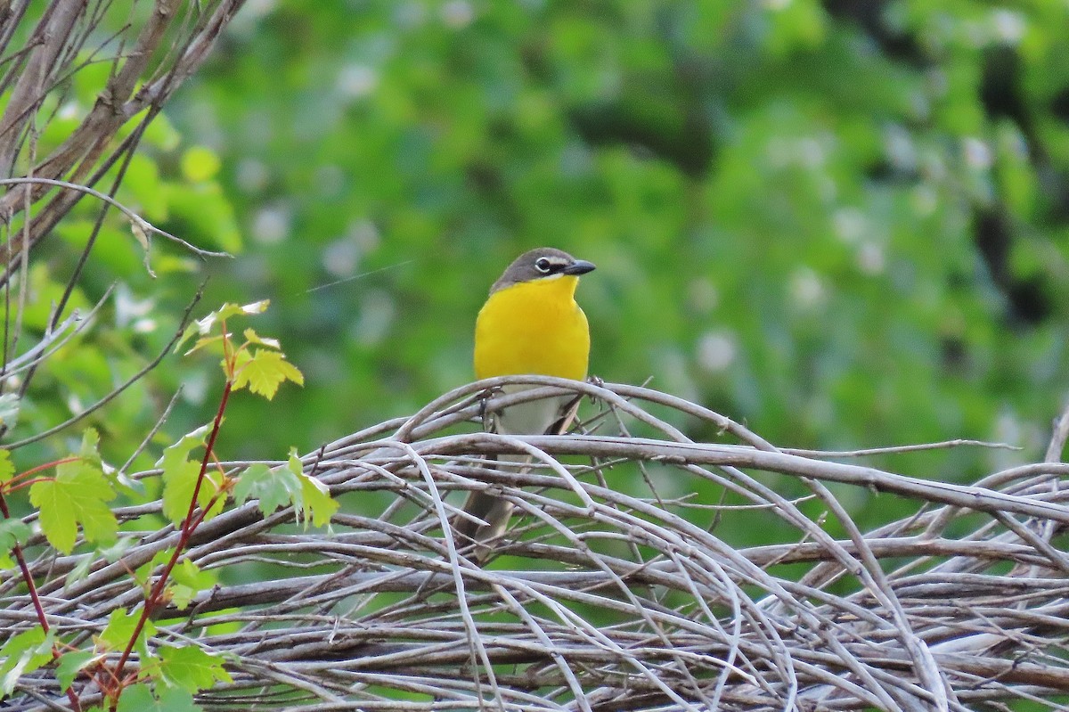 Yellow-breasted Chat - ML619341341