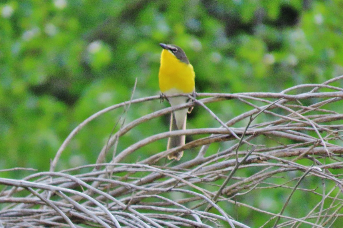 Yellow-breasted Chat - ML619341342
