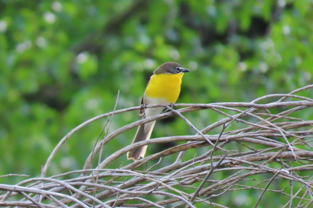 Yellow-breasted Chat - ML619341343