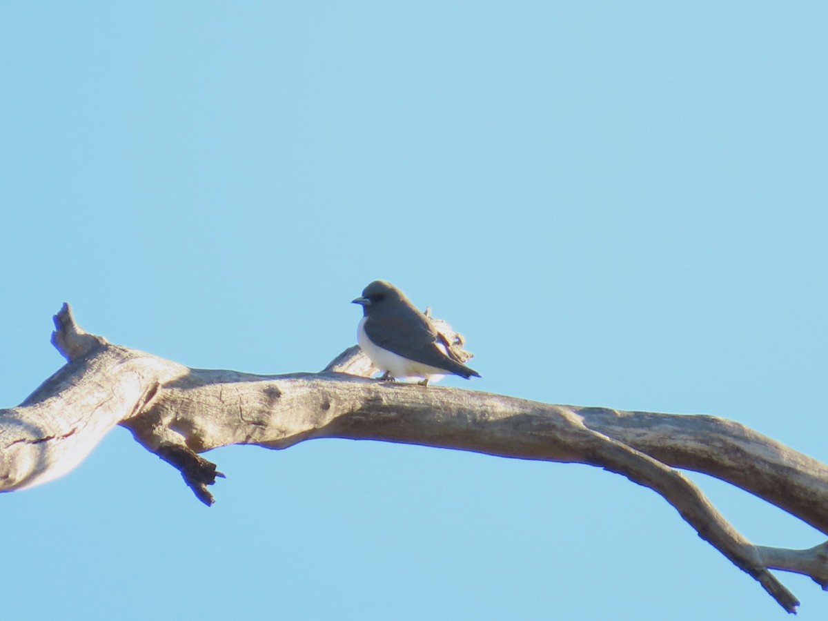 White-breasted Woodswallow - ML619341345