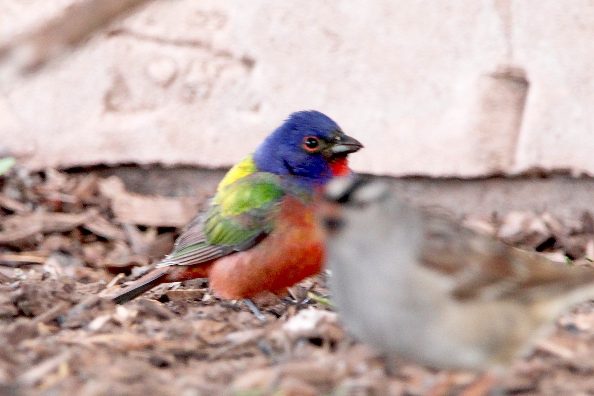 Painted Bunting - ML619341399