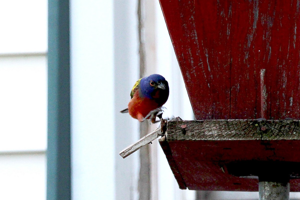 Painted Bunting - ML619341400
