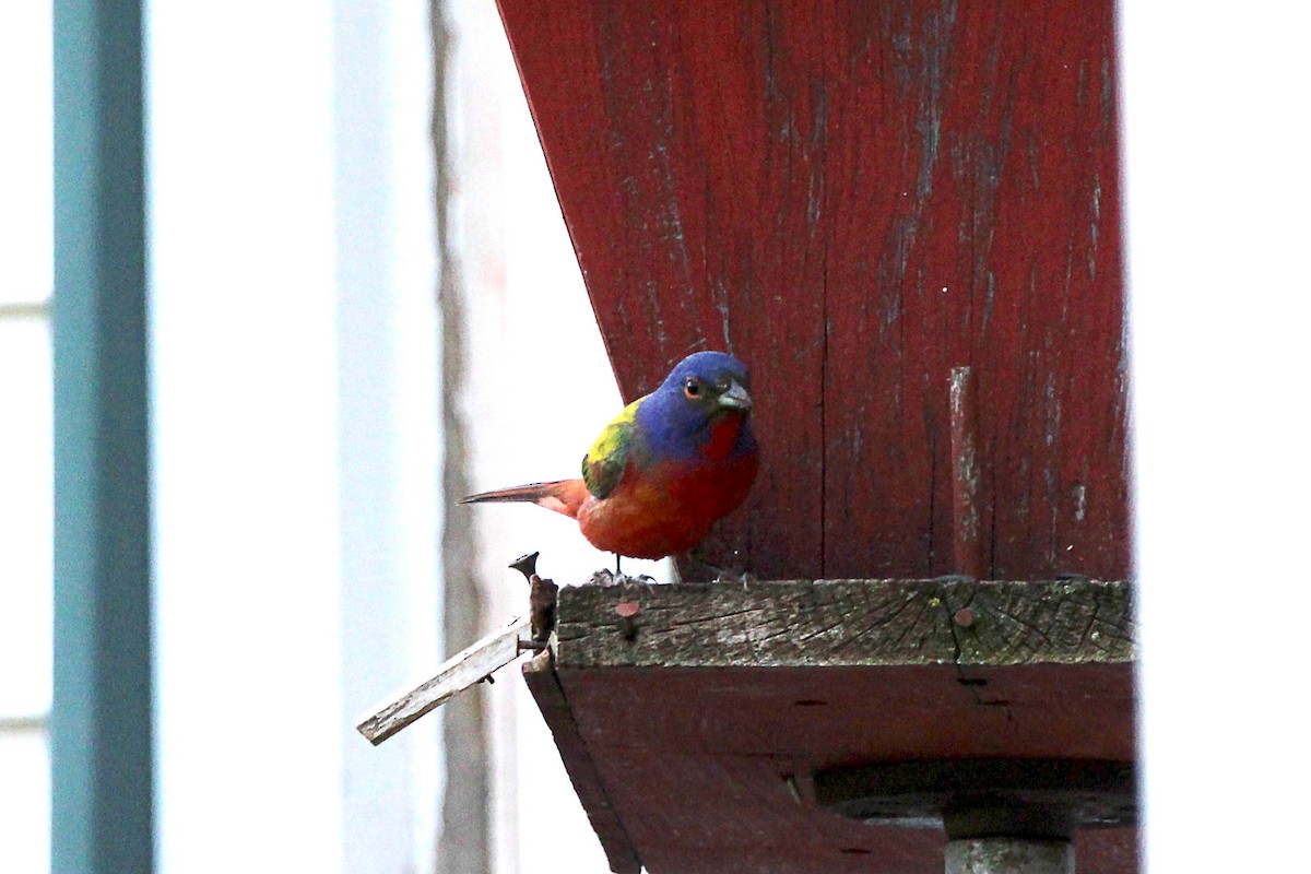 Painted Bunting - ML619341401