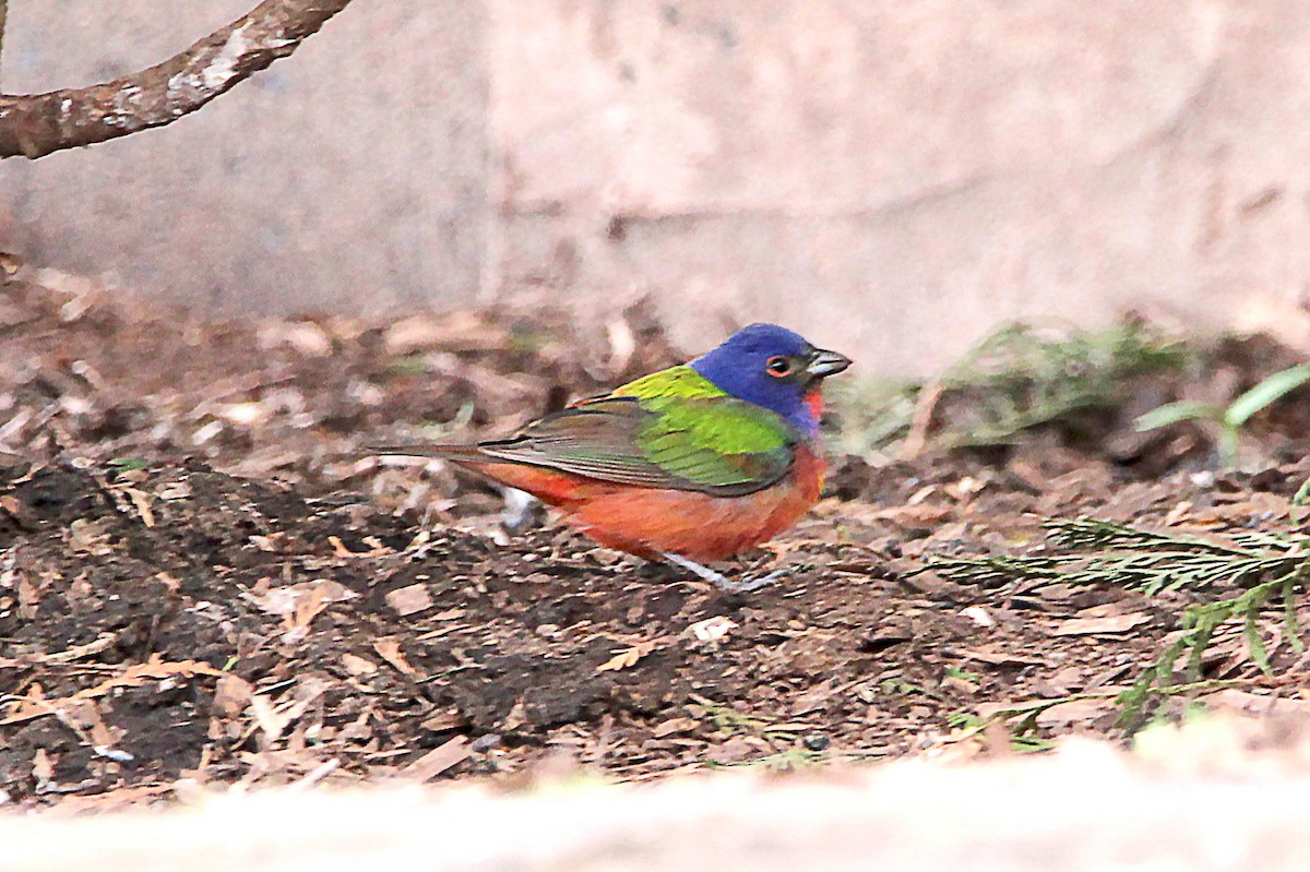 Painted Bunting - ML619341402