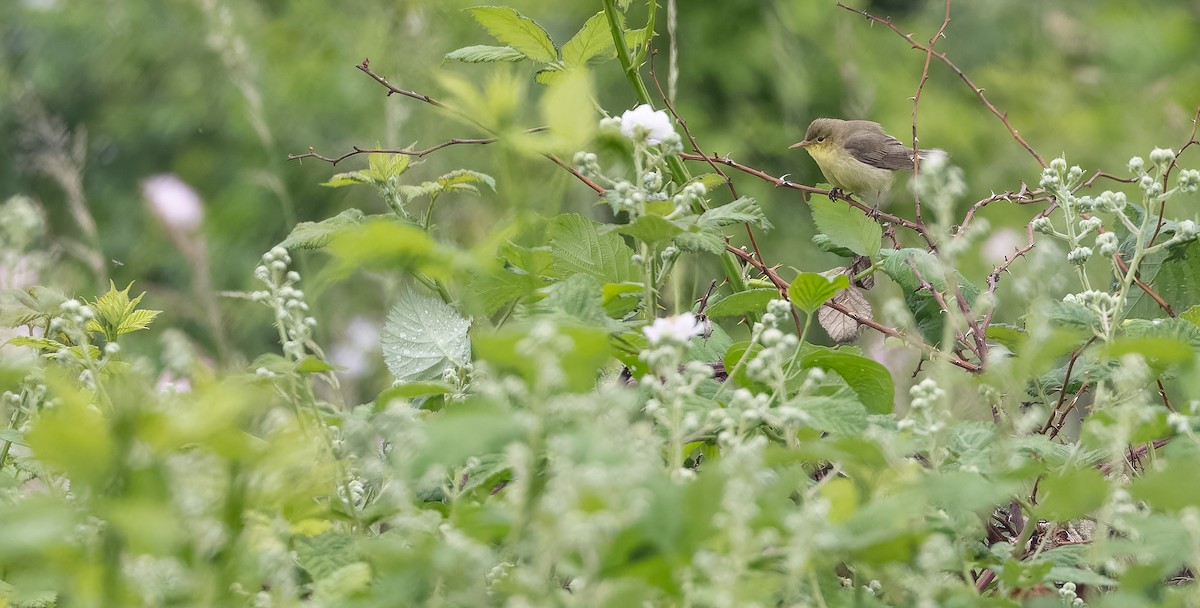 Melodious Warbler - ML619341436