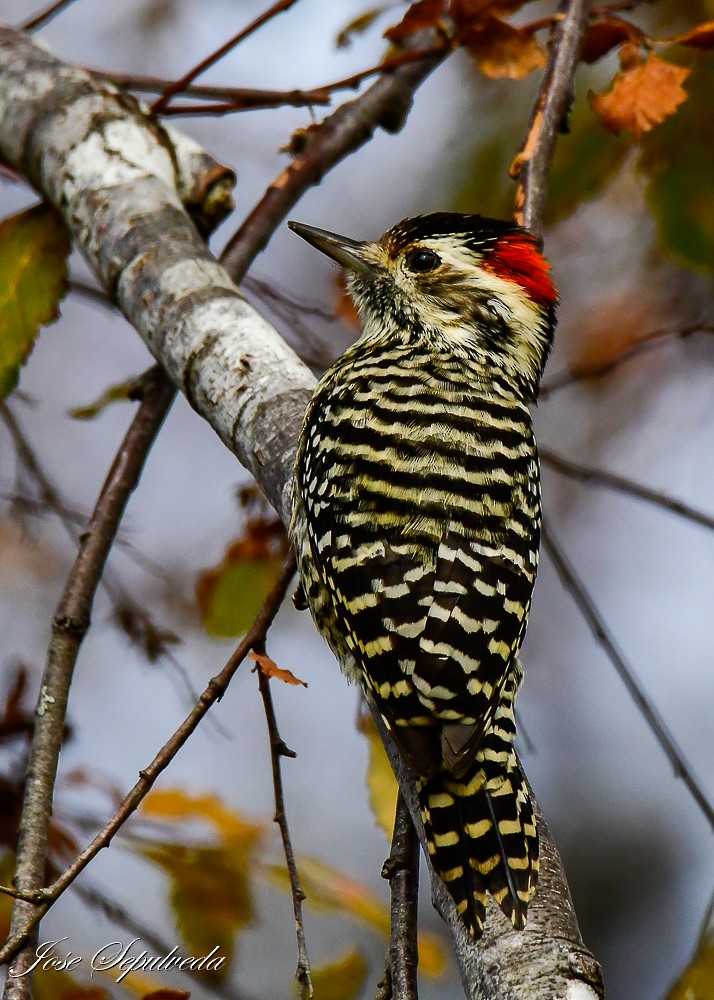 Striped Woodpecker - ML619341443