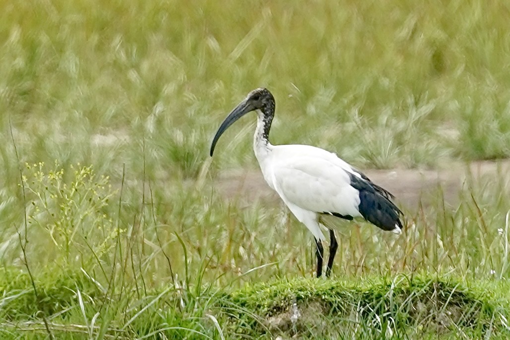 ibis posvátný - ML619341507