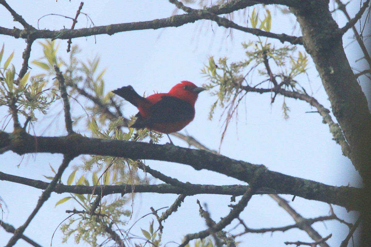 Scarlet Tanager - ML619341510