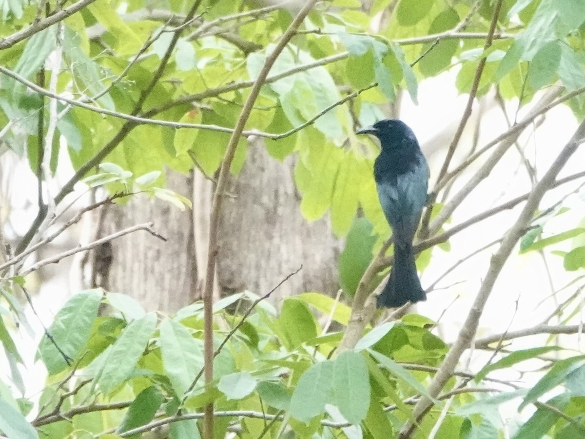 Asian Fairy-bluebird - ML619341521
