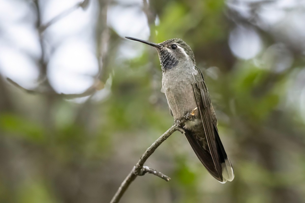 kolibřík blankytohrdlý - ML619341537