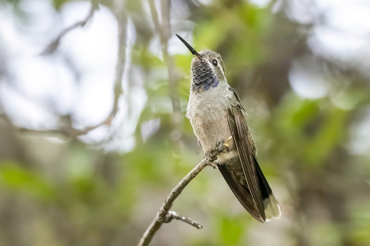 kolibřík blankytohrdlý - ML619341538