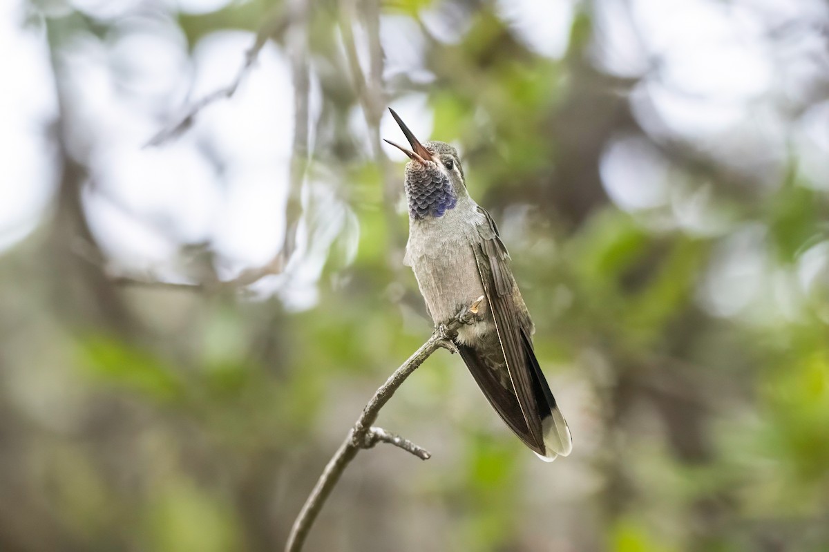 kolibřík blankytohrdlý - ML619341539