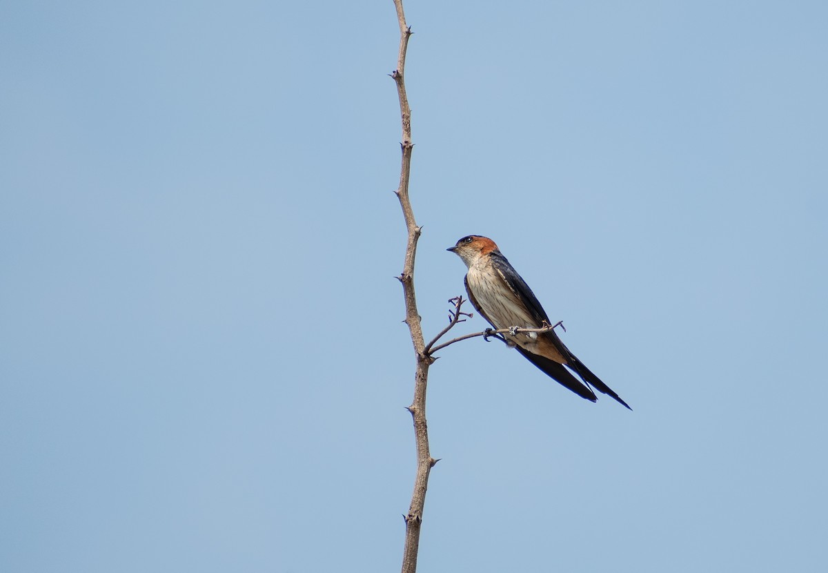 Red-rumped Swallow - ML619341543