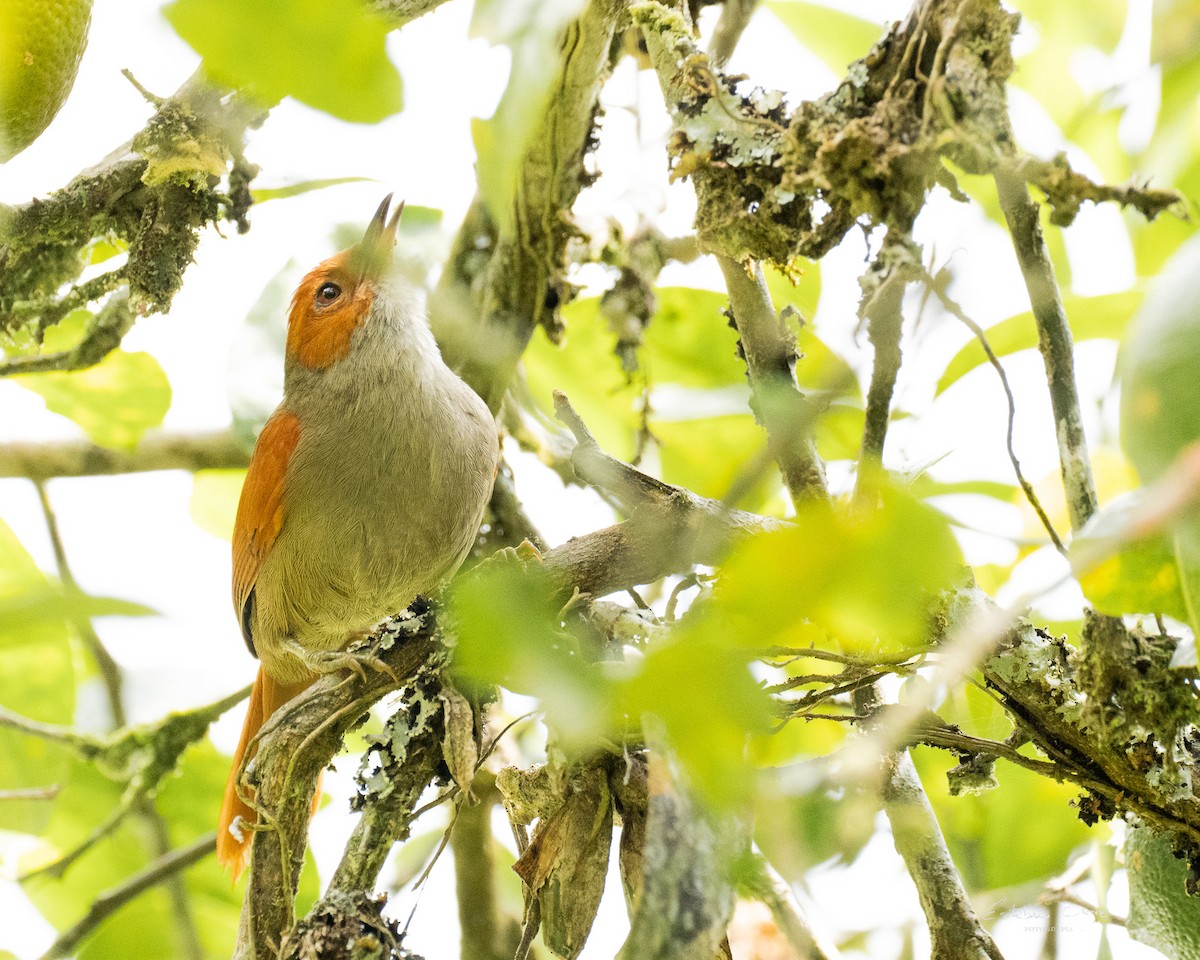 Red-faced Spinetail - ML619341553