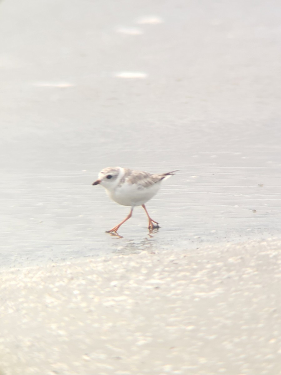 Piping Plover - ML619341562