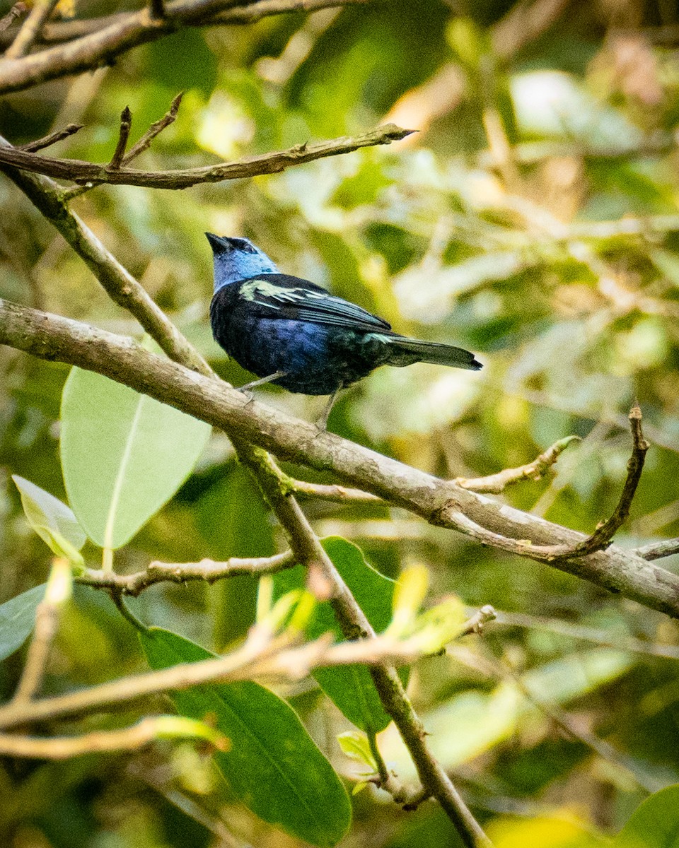 Blue-necked Tanager - ML619341576