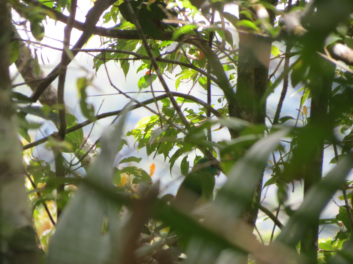 Mindanao Raket Kuyruklu Papağanı - ML619341585
