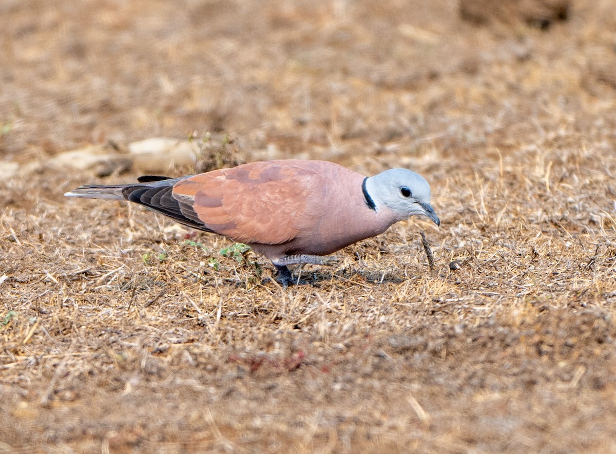 Red Collared-Dove - ML619341636
