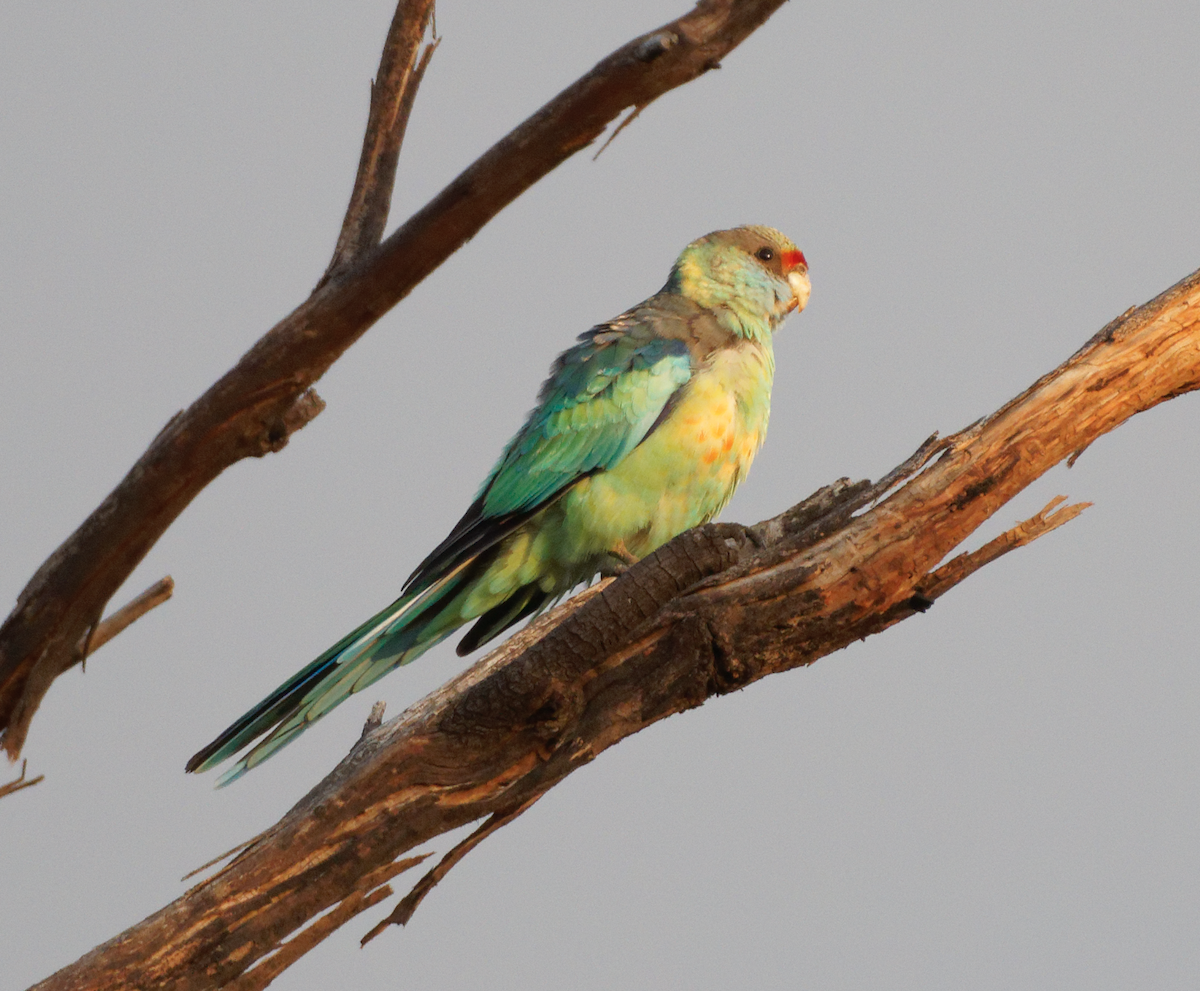 Воротничковый попугай (barnardi) - ML619341657