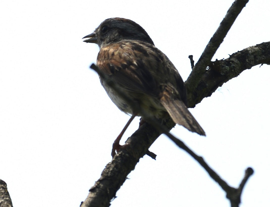 Swamp Sparrow - ML619341671