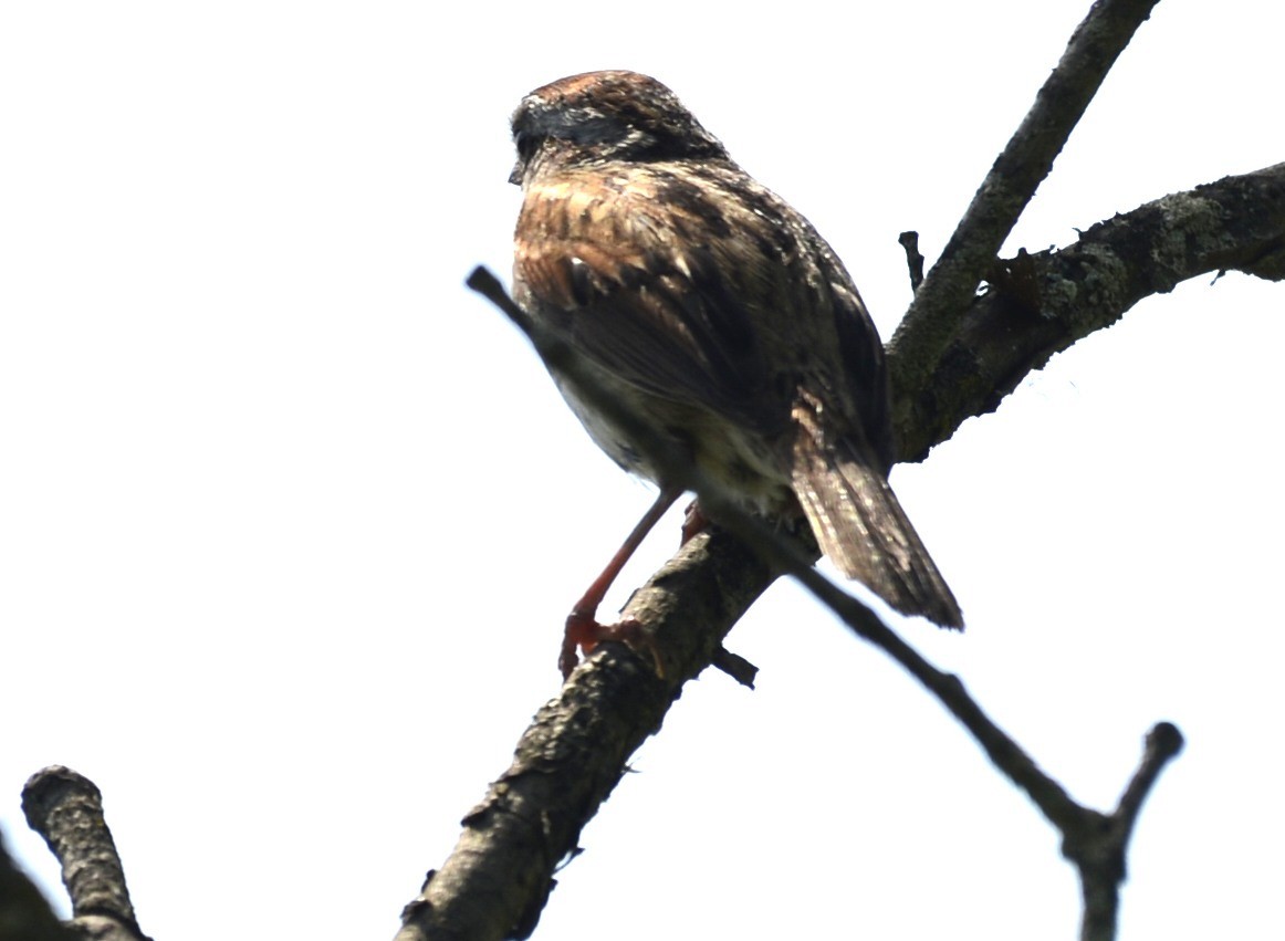 Swamp Sparrow - ML619341675