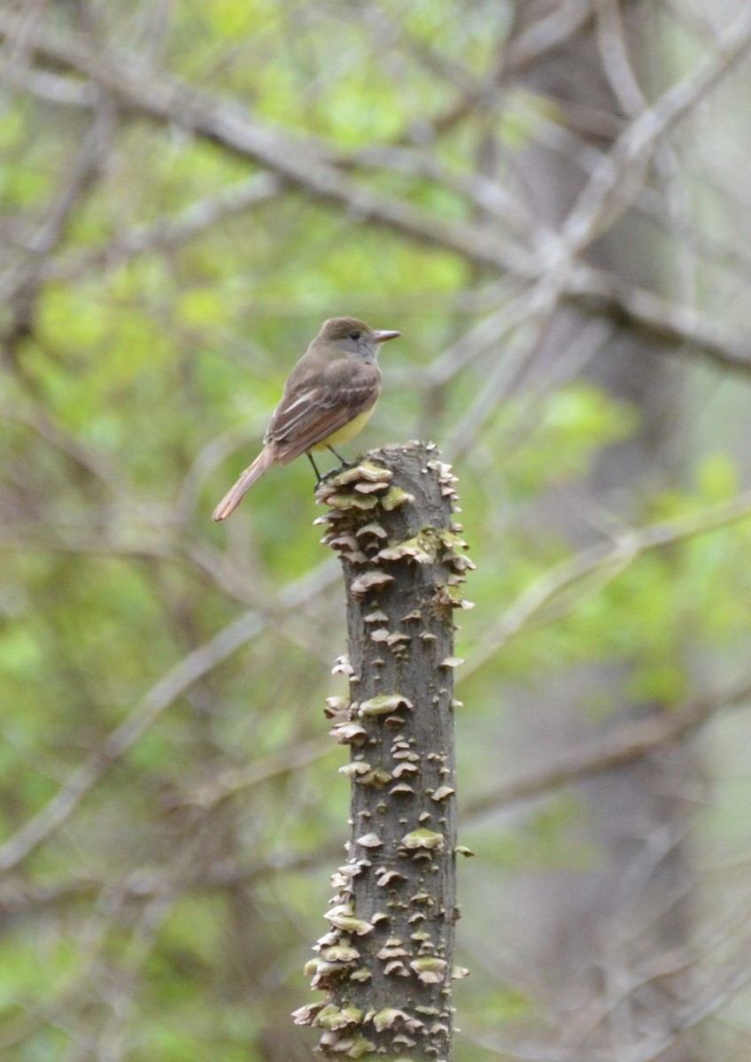 Great Crested Flycatcher - ML619341723