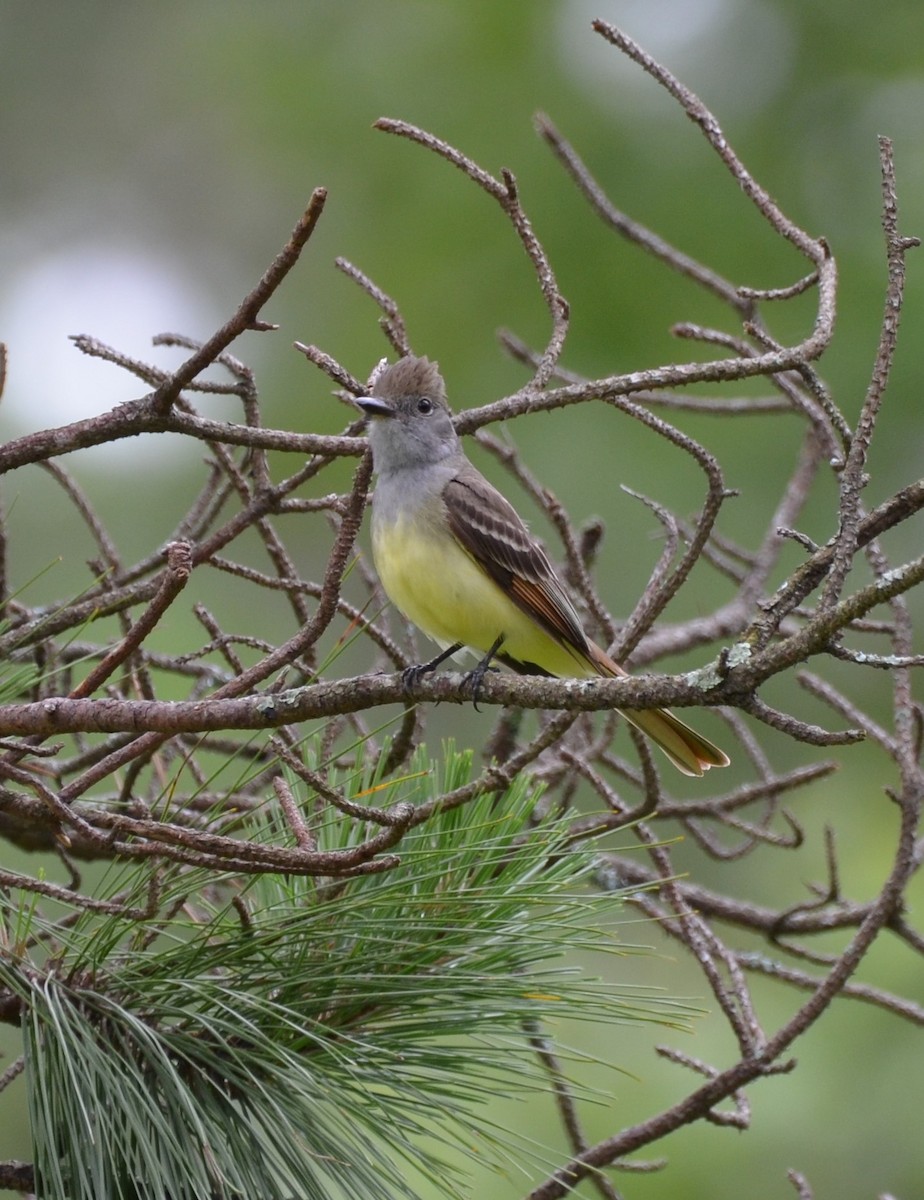 Great Crested Flycatcher - ML619341724