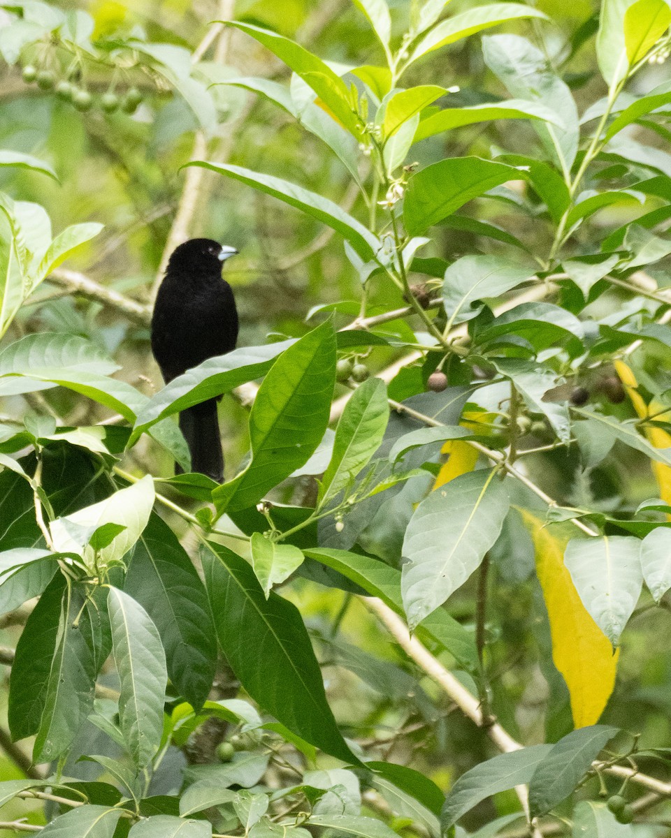 Flame-rumped Tanager - ML619341736