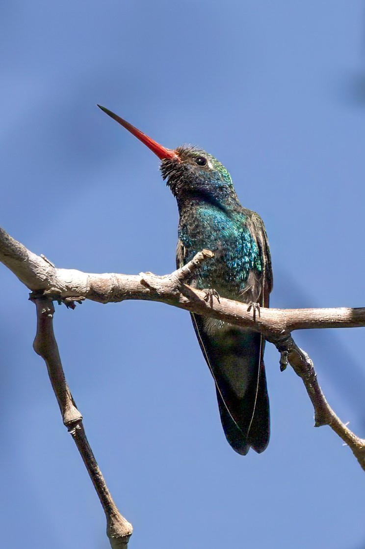 Broad-billed Hummingbird - ML619341748