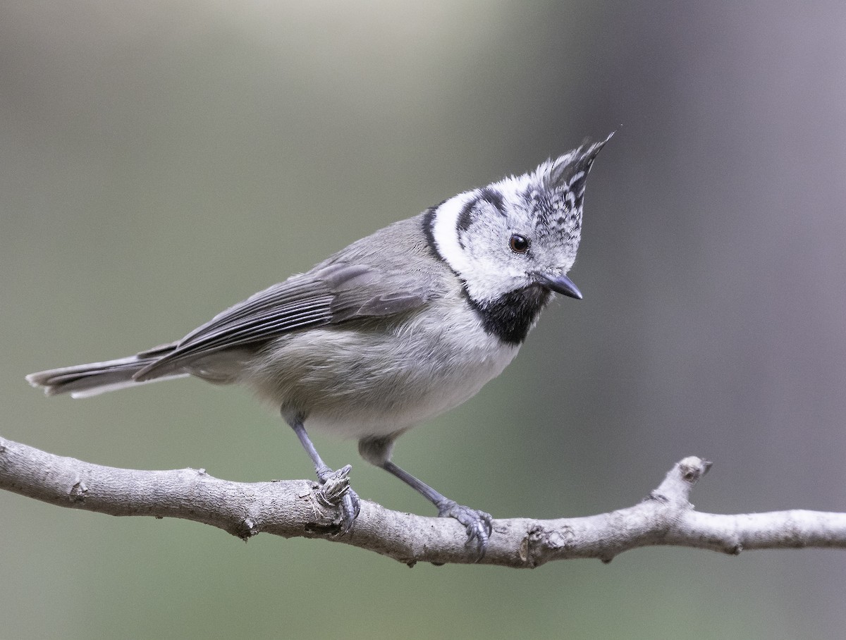 Crested Tit - ML619341759