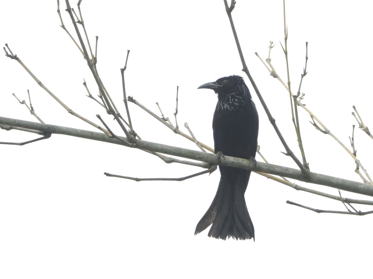 Hair-crested Drongo - ML619341761
