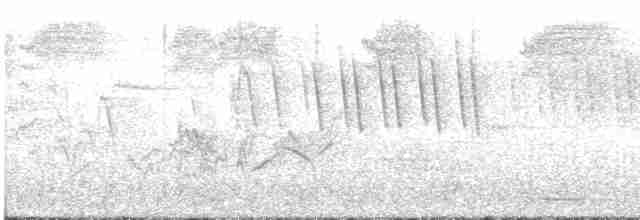 gnomugle (californicum gr.) (tusseugle) - ML619341767