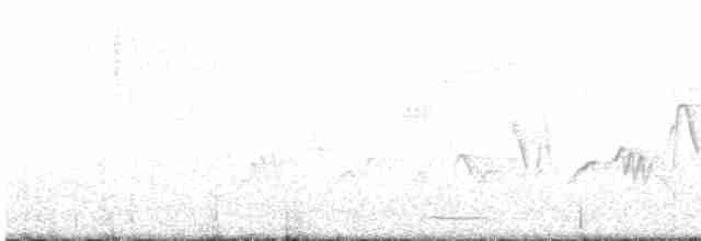 gnomugle (californicum gr.) (tusseugle) - ML619341768
