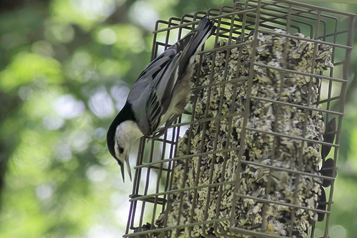 White-breasted Nuthatch - ML619341775
