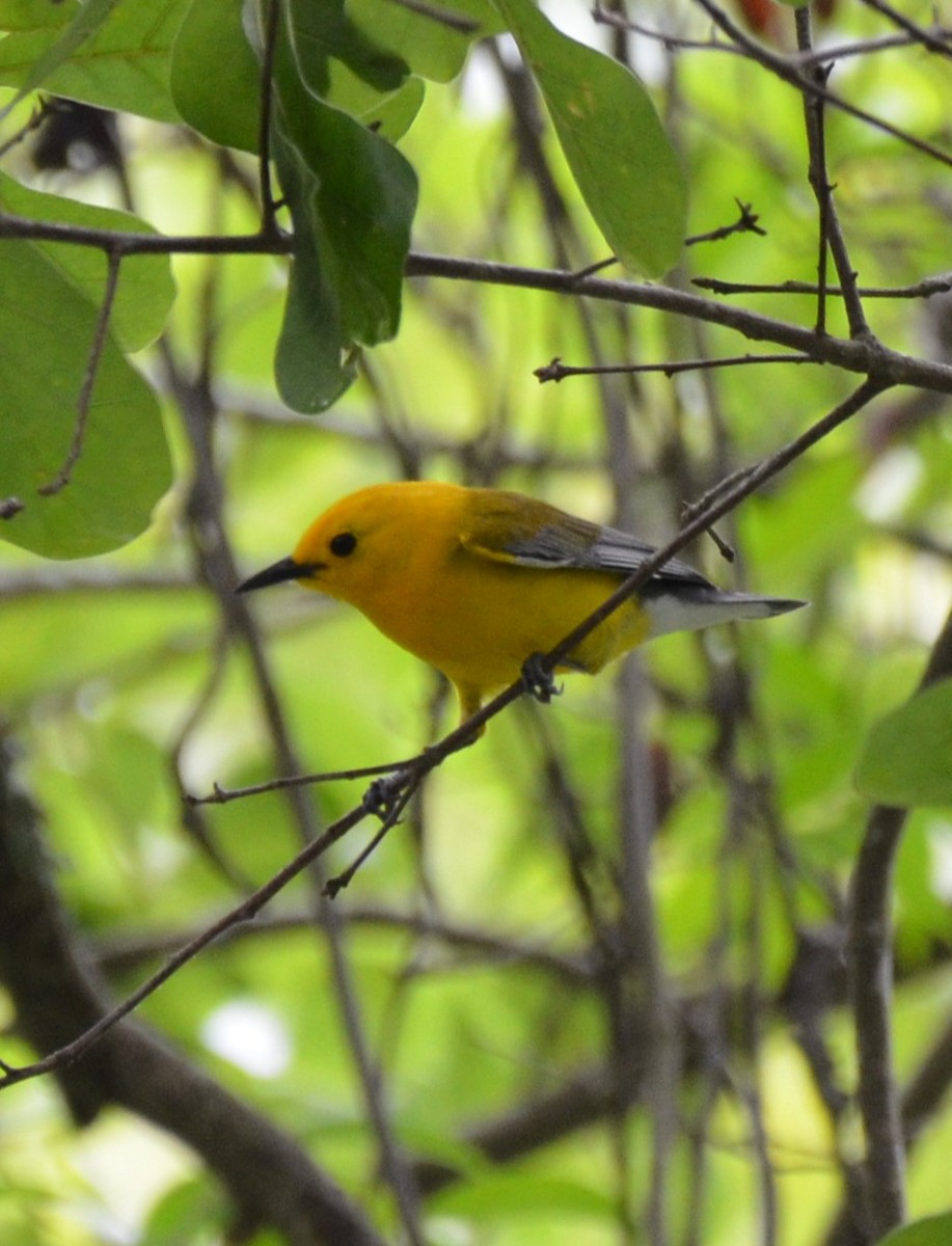 Prothonotary Warbler - ML619341778