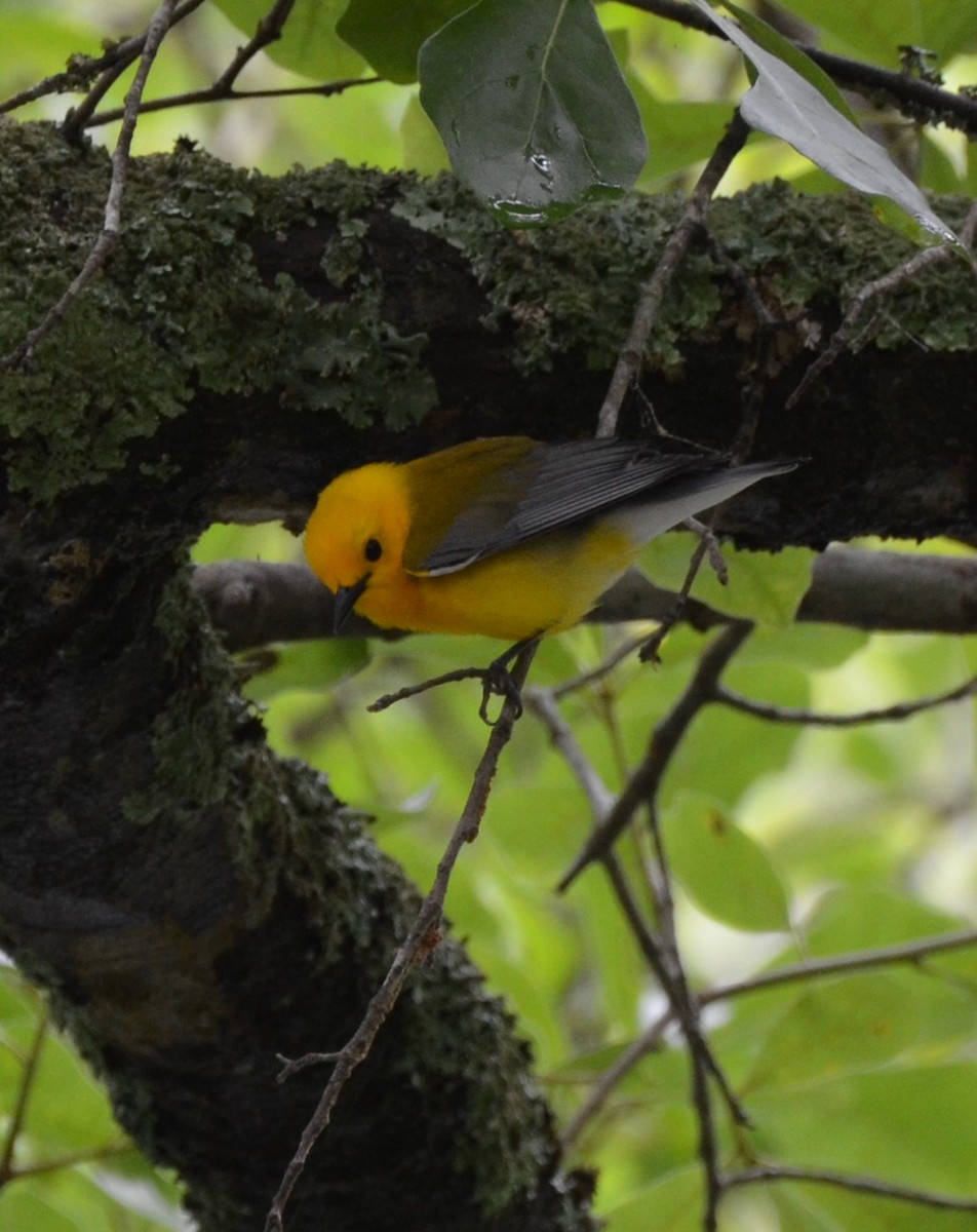 Prothonotary Warbler - ML619341779