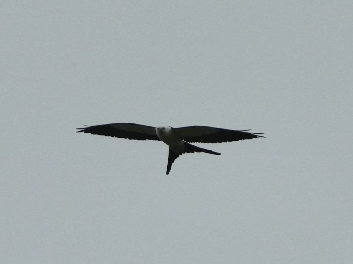 Swallow-tailed Kite - ML619341808