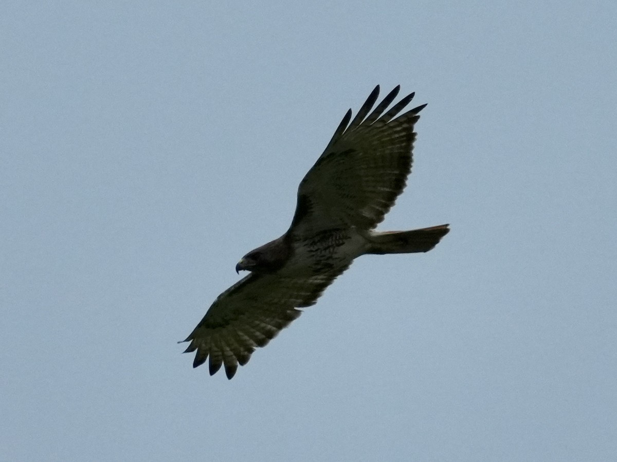 Red-tailed Hawk - ML619341813