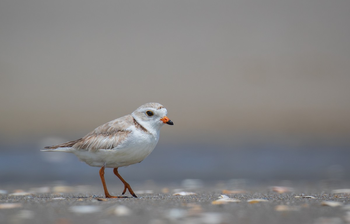 Piping Plover - ML619341831