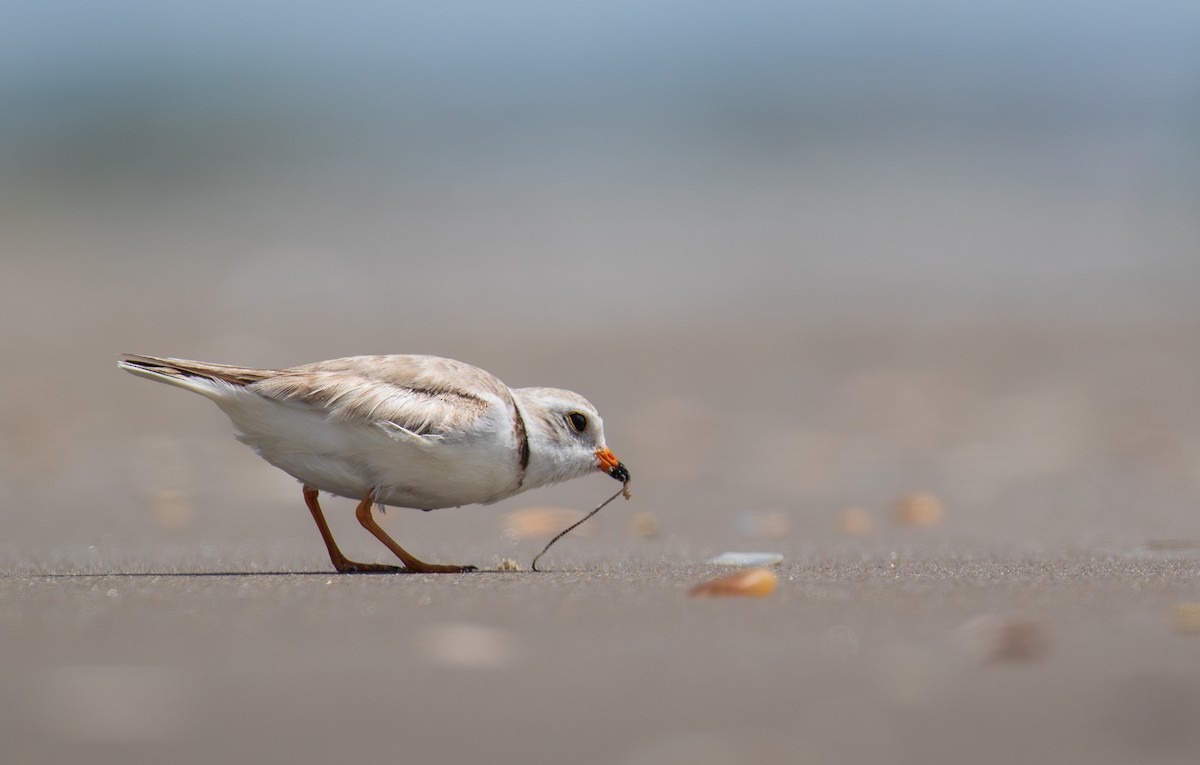 Piping Plover - ML619341832