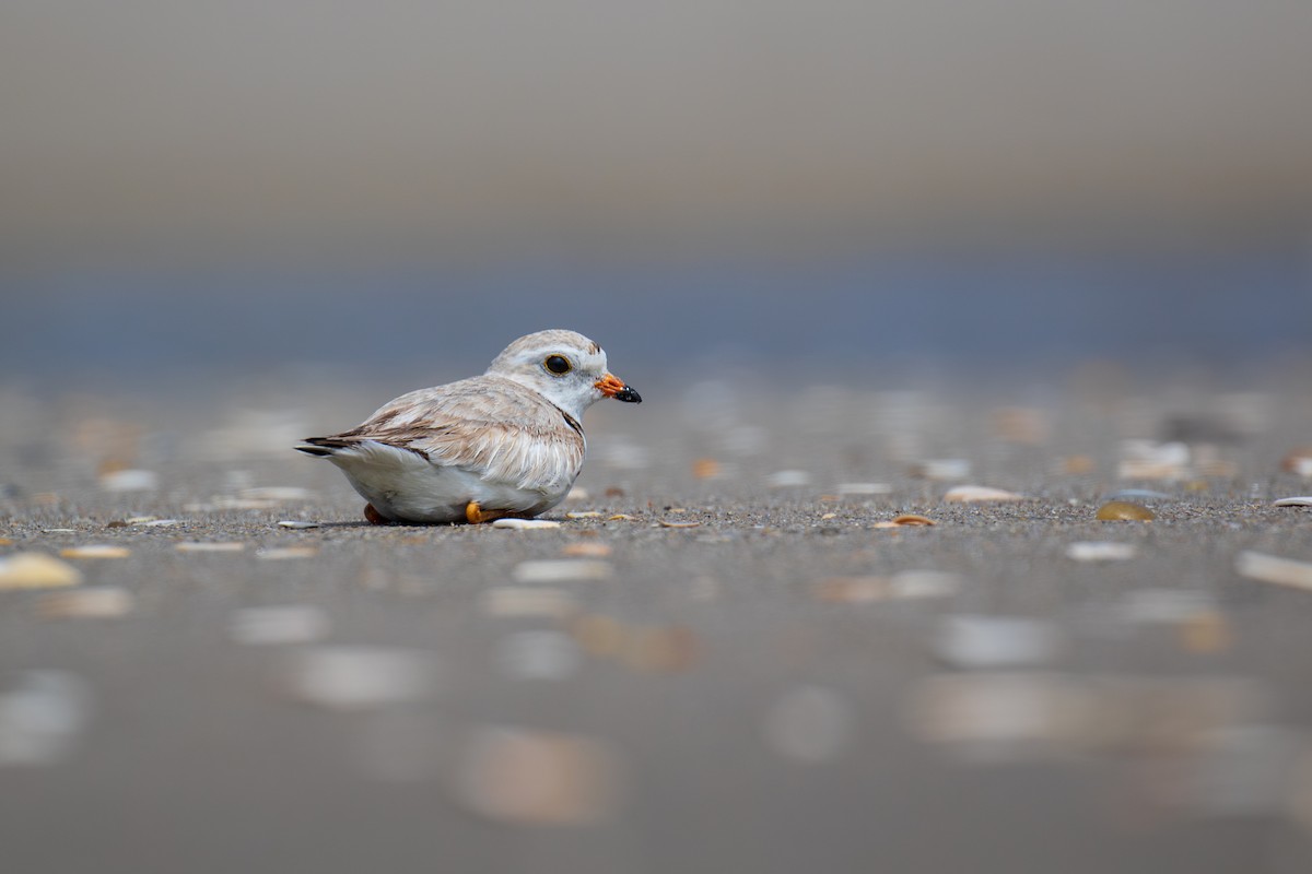 Piping Plover - ML619341834