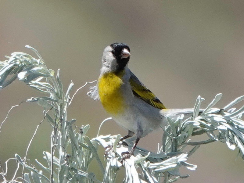 Lawrence's Goldfinch - ML619341933