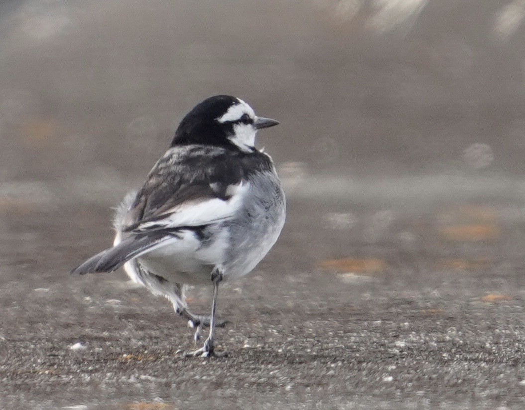 White Wagtail (Black-backed) - ML619341967
