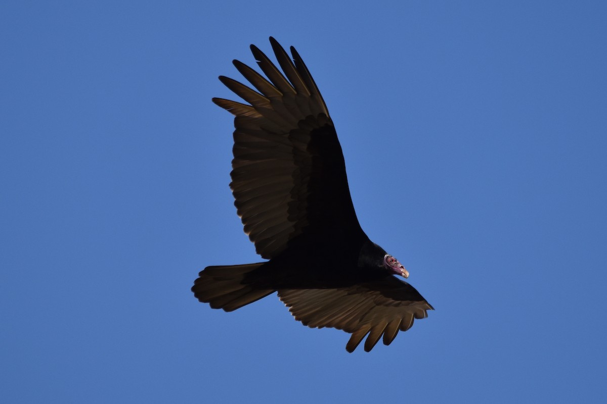 Turkey Vulture - ML619342035