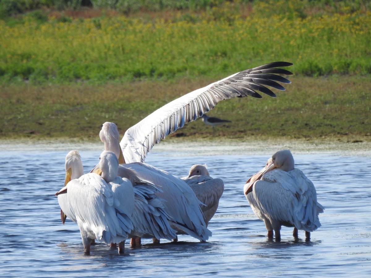 pelikán bílý - ML619342040